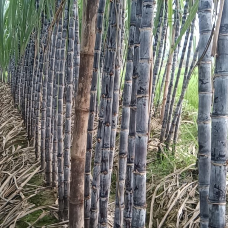 广西黑皮甘蔗，脆甜汁多，甜度好节节长，品质保证诚信合作！