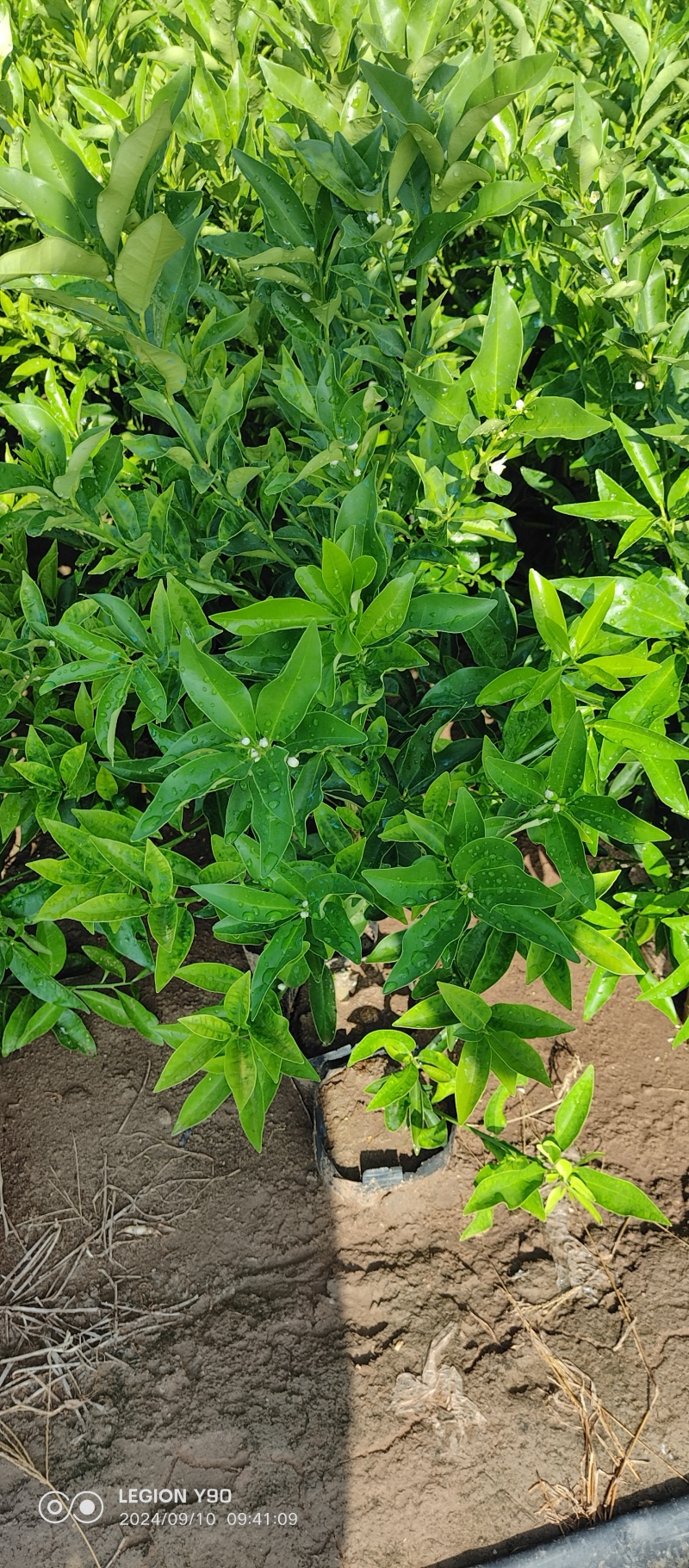 脆皮金桔两年苗，杯苗60公分起