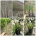 贵州细叶芒批发贵州苗木基地供应各类规格细叶芒基地