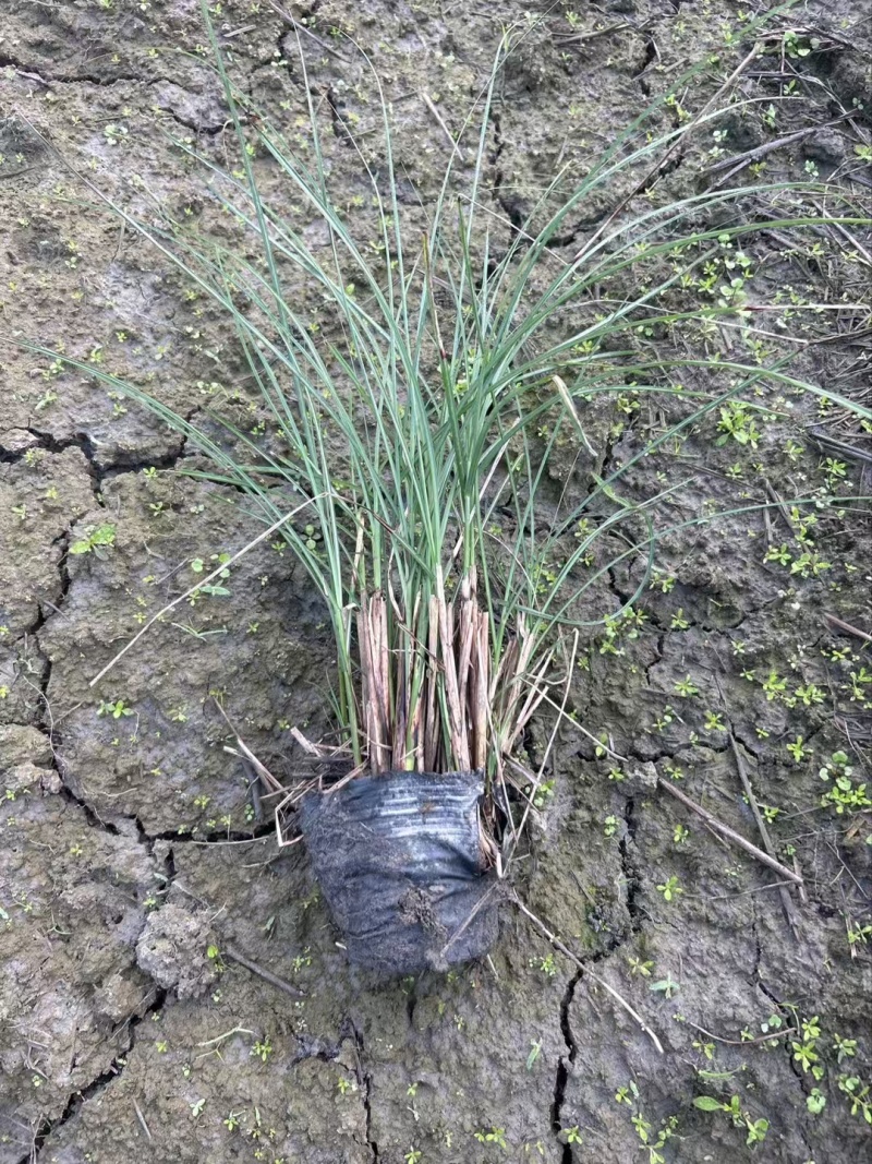 贵州细叶芒批发贵州苗木基地供应各类规格细叶芒基地