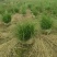 贵州细叶芒批发贵州苗木基地供应各类规格细叶芒基地
