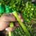 饶阳芹菜大棚西芹中细颗一手货源量大从优诚信经营欢迎