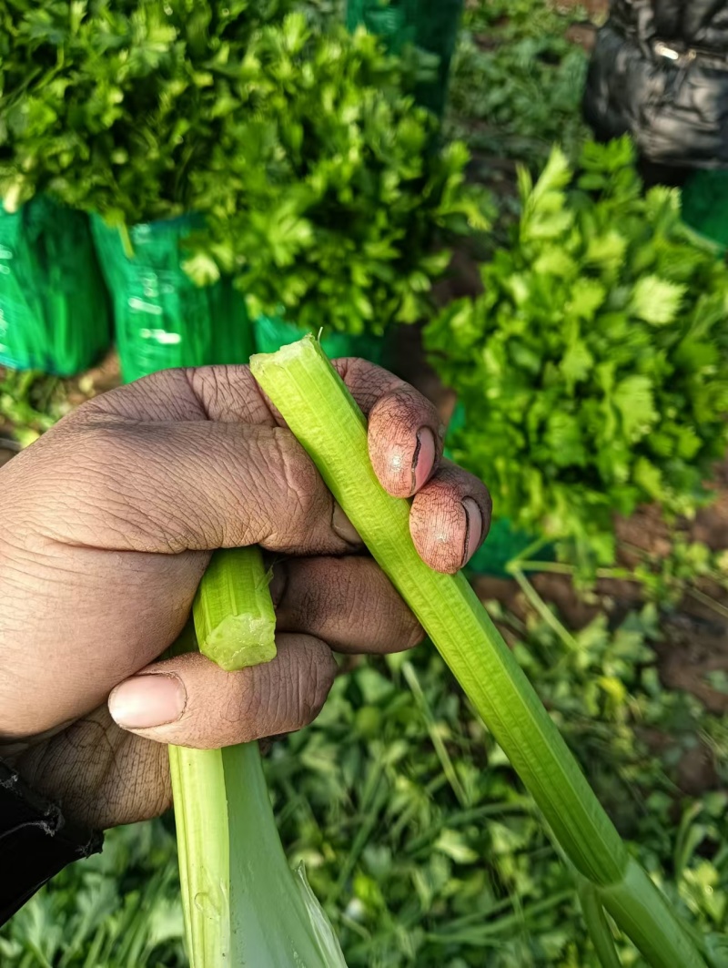 饶阳芹菜大棚西芹中细颗一手货源量大从优诚信经营欢迎