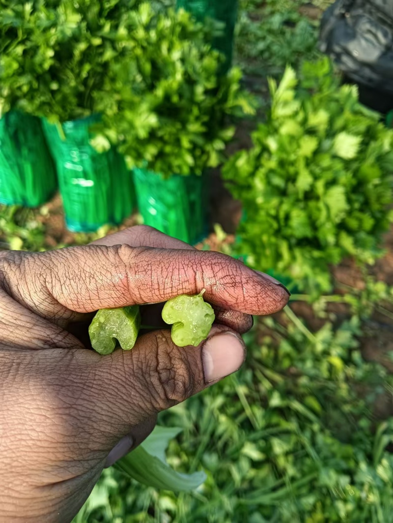 饶阳芹菜大棚西芹中细颗一手货源量大从优诚信经营欢迎