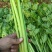 饶阳芹菜大棚西芹中细颗一手货源量大从优诚信经营欢迎