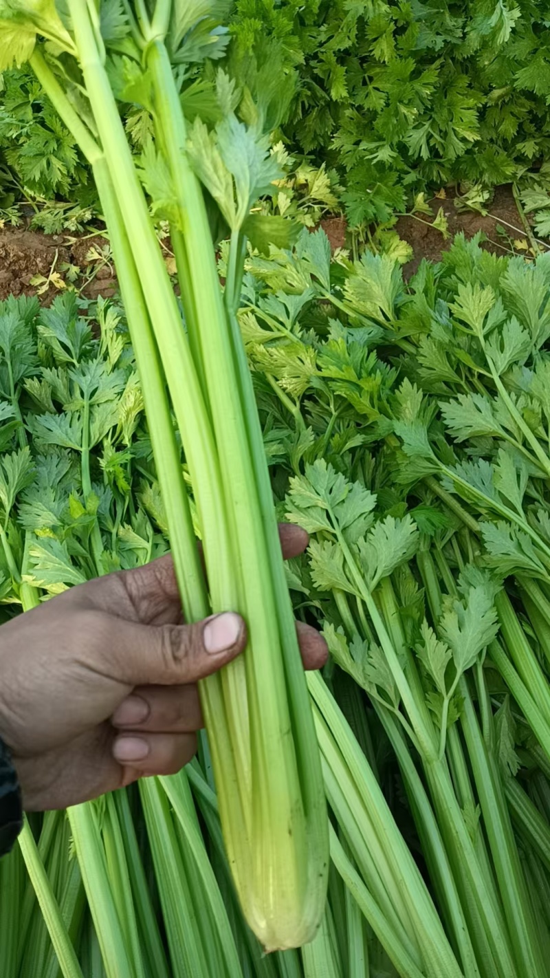 饶阳芹菜大棚西芹中细颗一手货源量大从优诚信经营欢迎