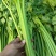 饶阳芹菜大棚西芹中细颗一手货源量大从优诚信经营欢迎