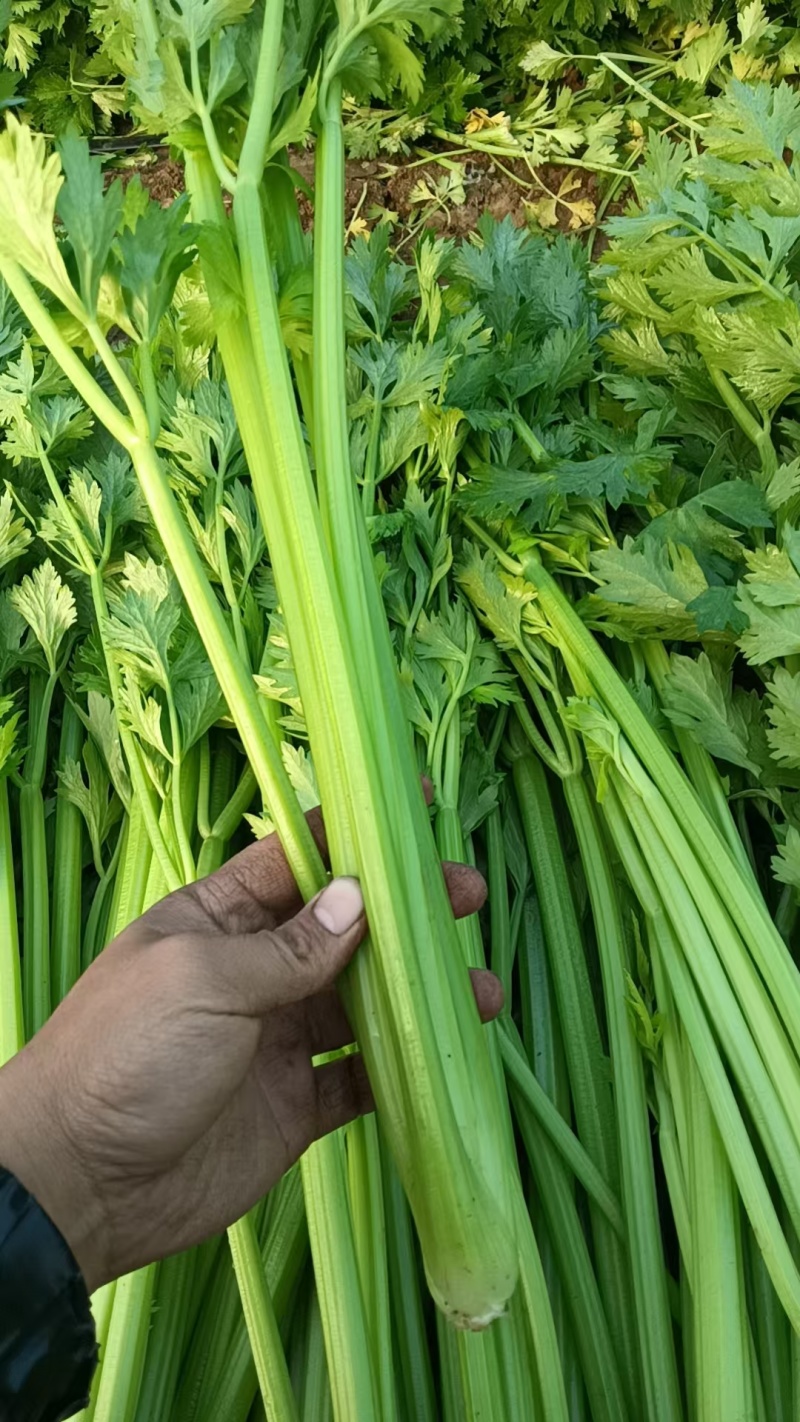饶阳芹菜大棚西芹中细颗一手货源量大从优诚信经营欢迎