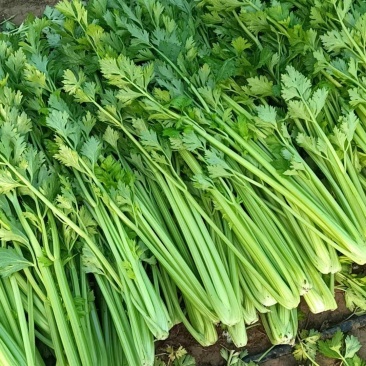 精品饶阳西芹河北西芹货源充足量大从优质量保证欢迎咨询