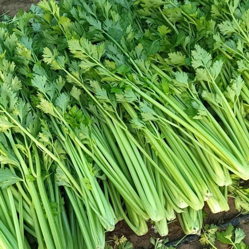 精品饶阳西芹河北西芹货源充足量大从优质量保证欢迎咨询