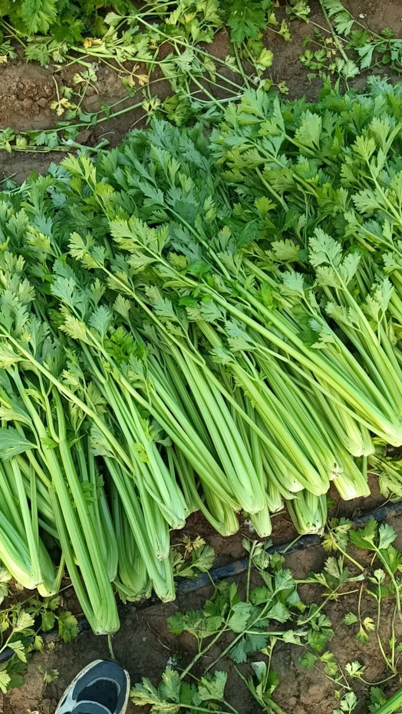 精品饶阳西芹河北西芹货源充足量大从优质量保证欢迎咨询