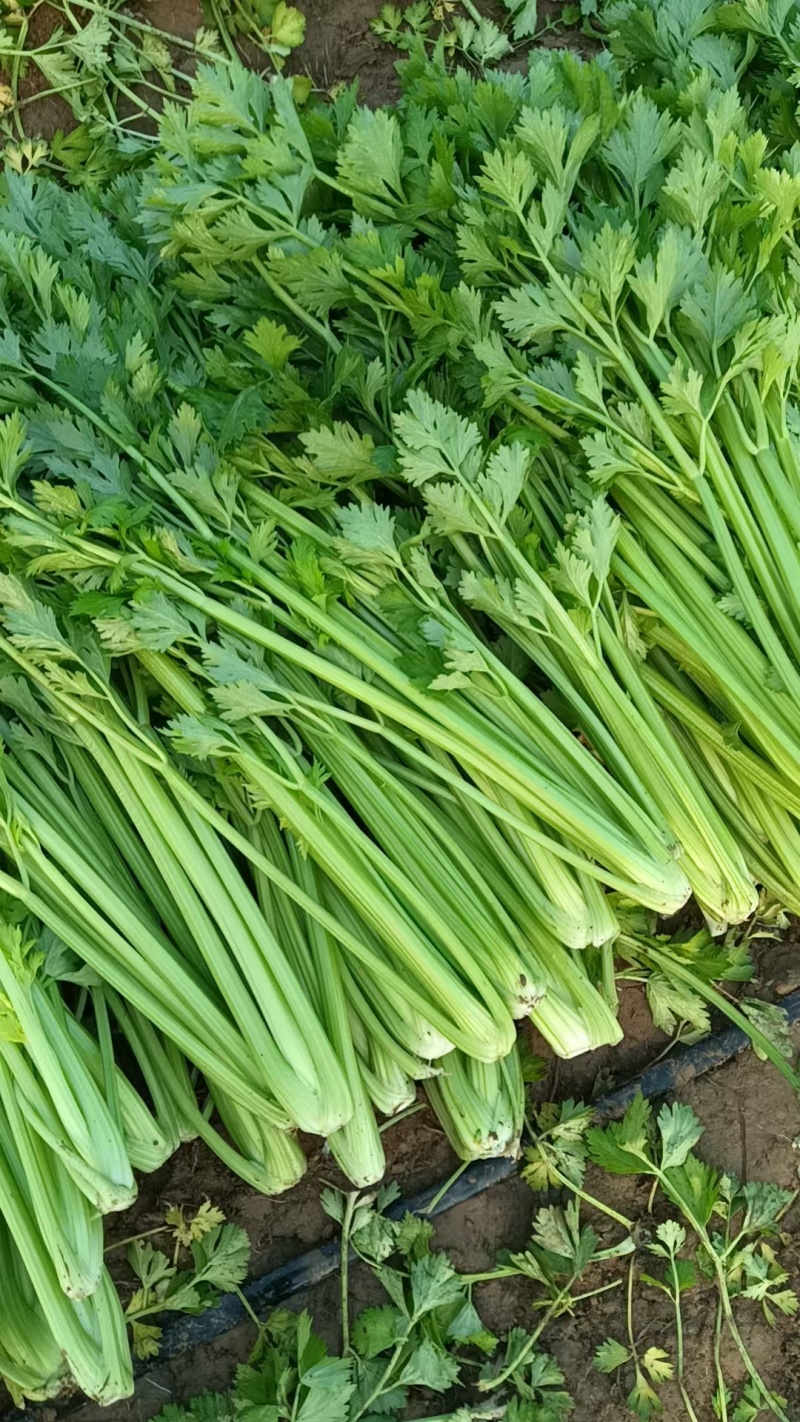 精品饶阳西芹河北西芹货源充足量大从优质量保证欢迎咨询