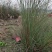 重庆细叶芒批发重庆苗木基地供应各类规格细叶芒基地