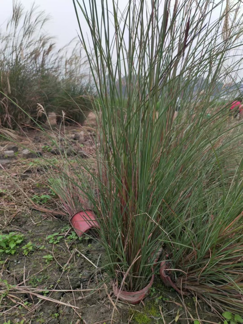 重庆细叶芒批发重庆苗木基地供应各类规格细叶芒基地