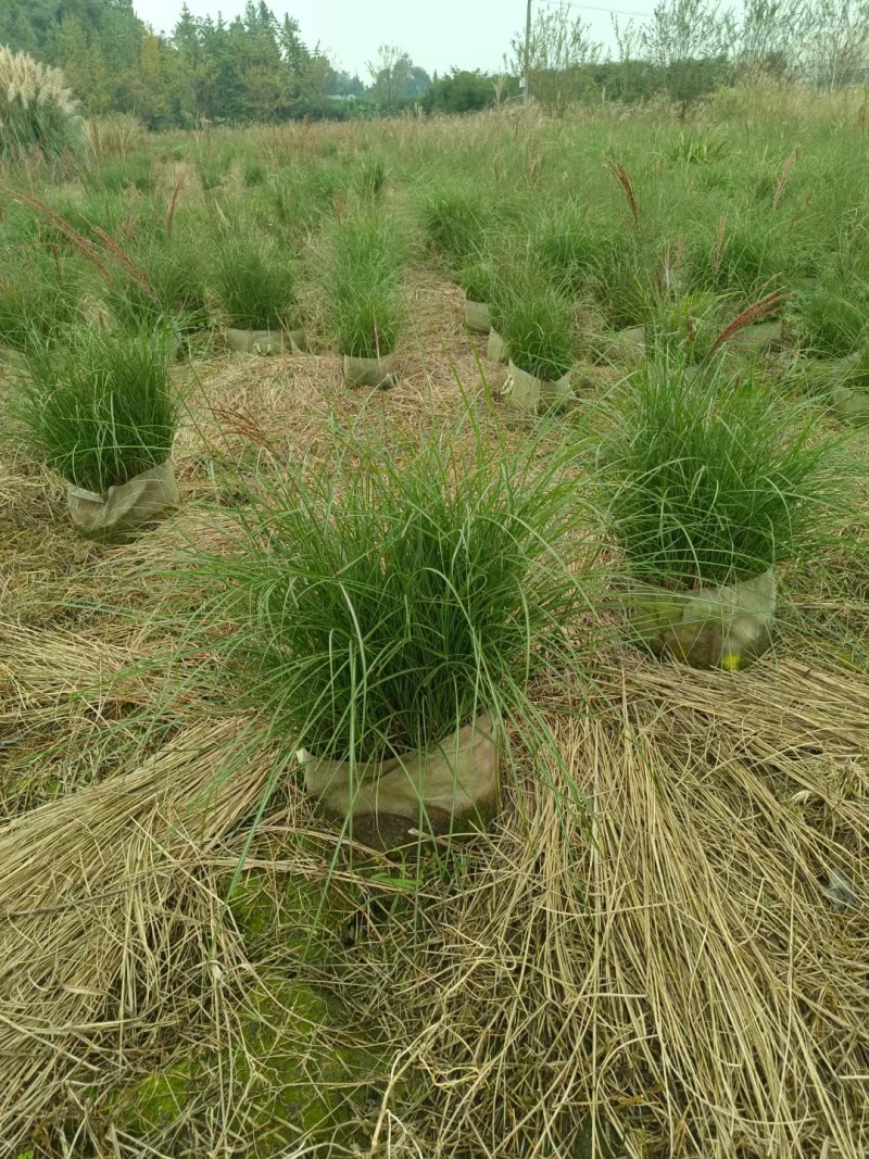 重庆细叶芒批发重庆苗木基地供应各类规格细叶芒基地