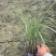 重庆细叶芒批发重庆苗木基地供应各类规格细叶芒基地