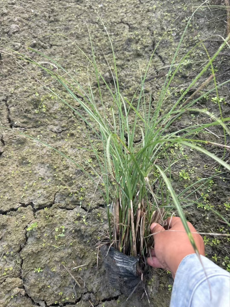 重庆细叶芒批发重庆苗木基地供应各类规格细叶芒基地