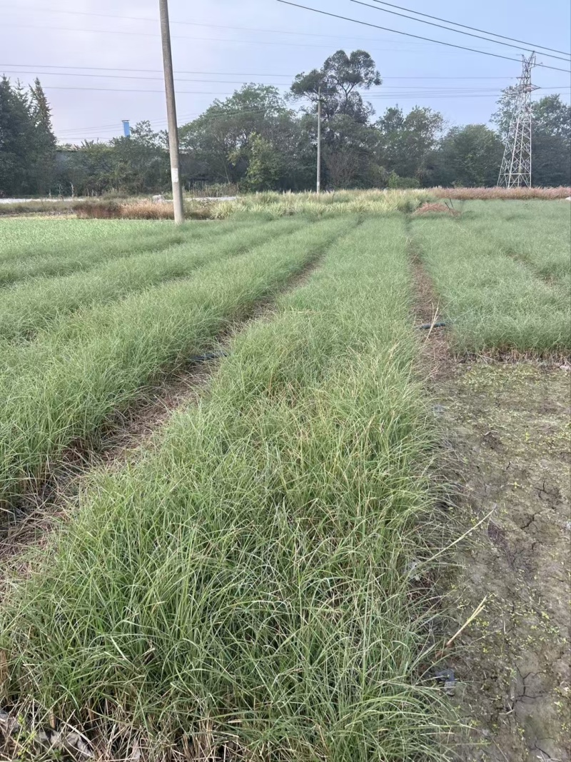 重庆细叶芒批发重庆苗木基地供应各类规格细叶芒基地
