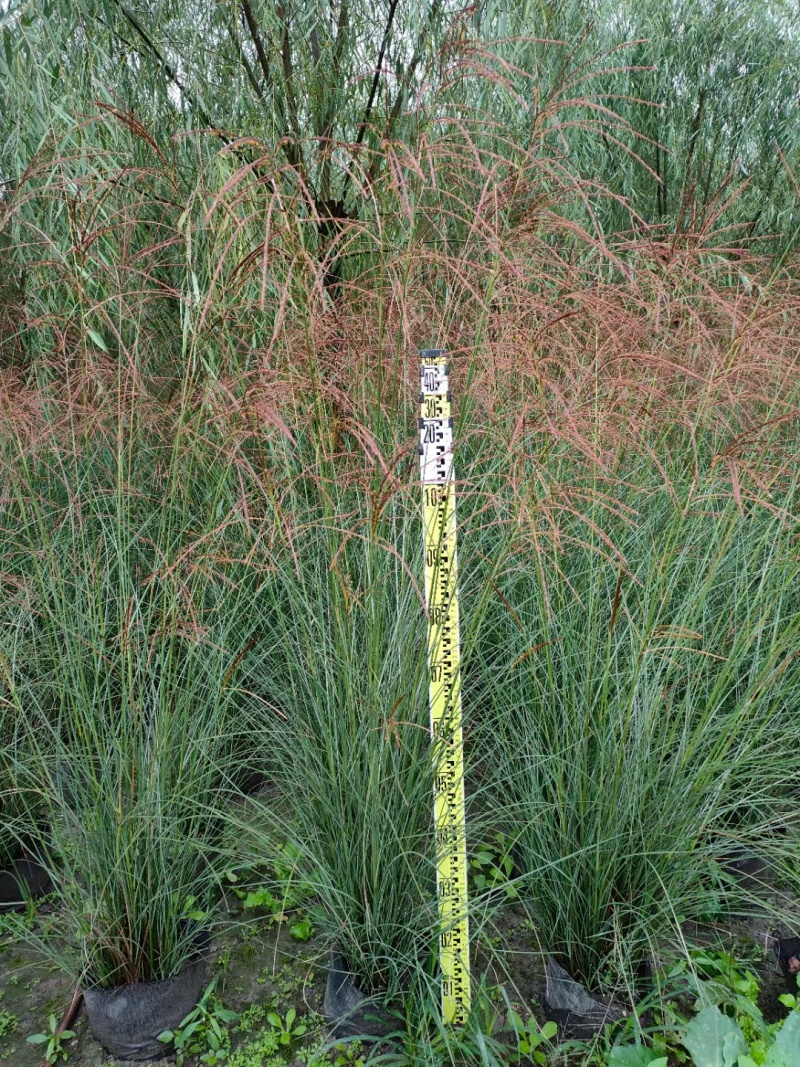 重庆细叶芒批发重庆苗木基地供应各类规格细叶芒基地