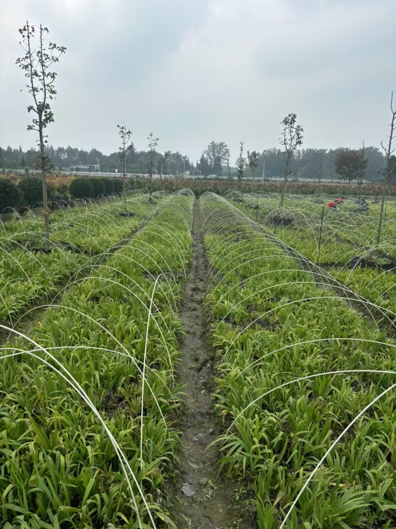 成都德国鸢尾批发成都苗木基地供应各类规格德国鸢尾基地