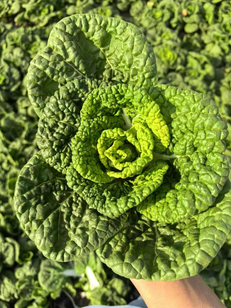 安徽精品黄心菜产地直发乌塌菜量大价格便宜基地直供
