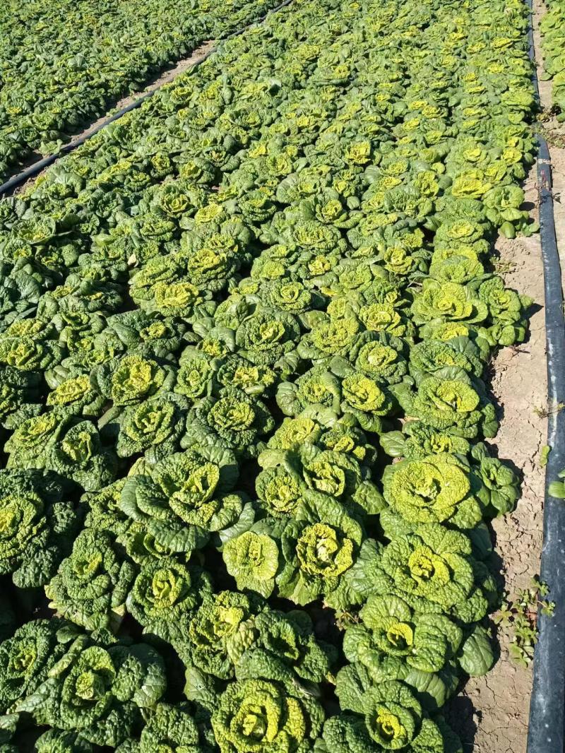 安徽精品黄心菜产地直发乌塌菜量大价格便宜基地直供