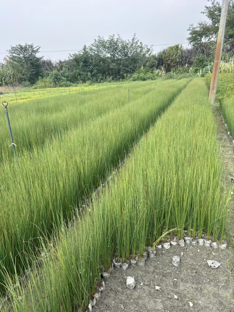 成都灯心草批发成都苗木基地供应各类规格灯心草基地