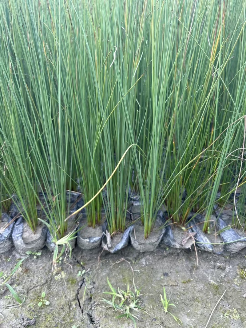 成都灯心草批发成都苗木基地供应各类规格灯心草基地