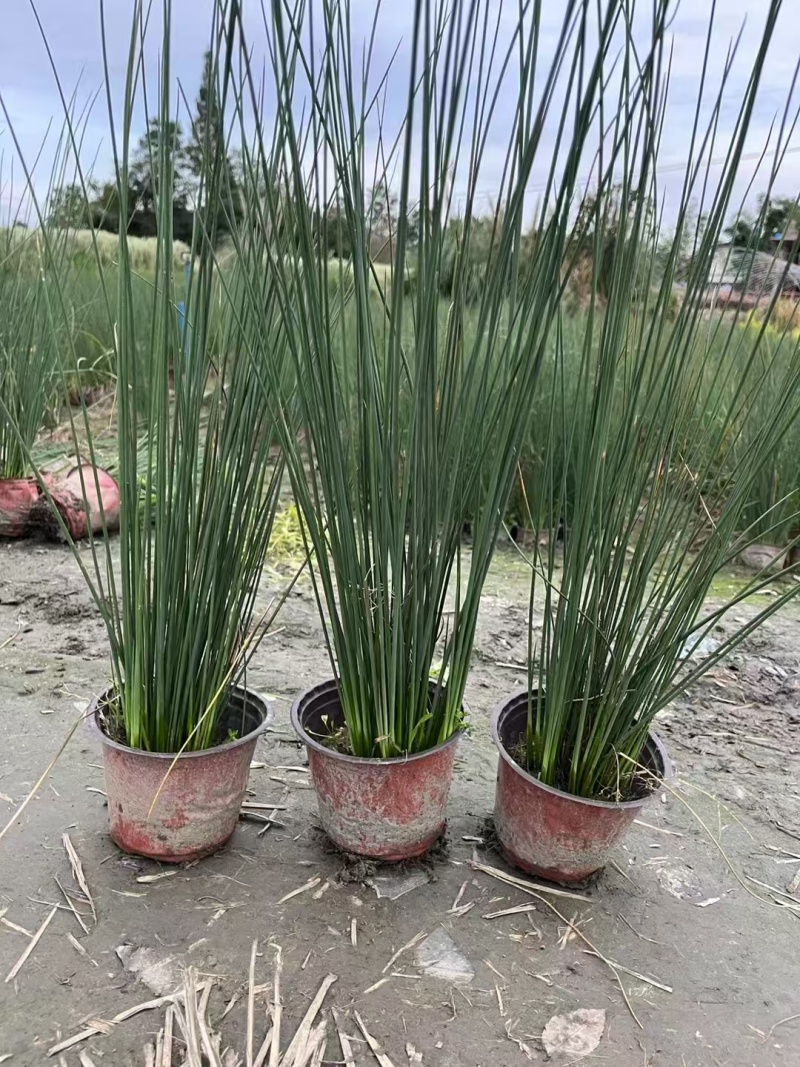 贵州灯心草批发贵州苗木基地供应各类规格灯心草基地