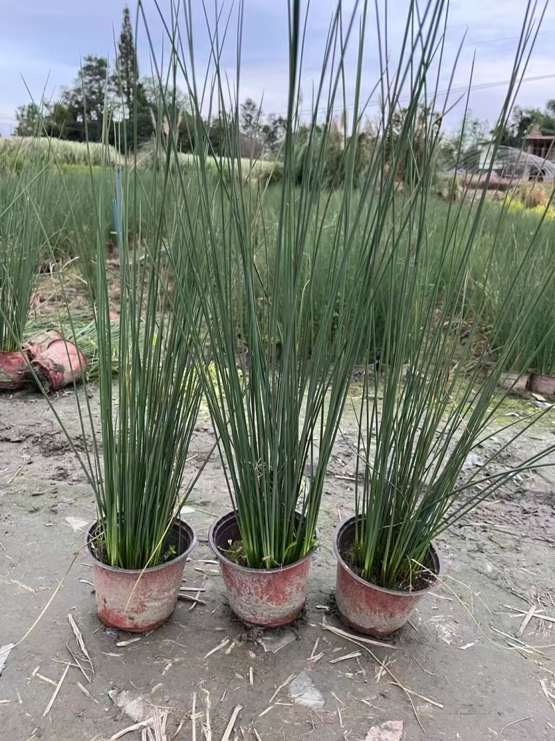 贵州灯心草批发贵州苗木基地供应各类规格灯心草基地