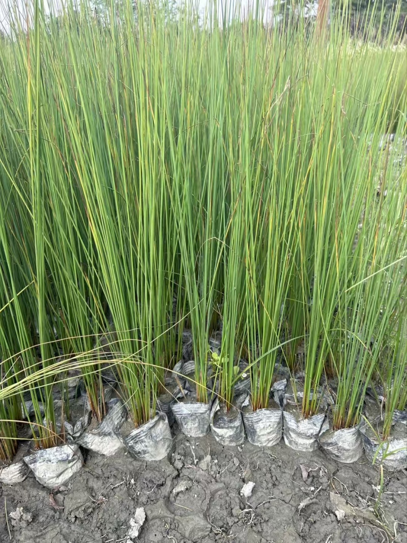 贵州灯心草批发贵州苗木基地供应各类规格灯心草基地