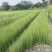 重庆灯心草批发重庆苗木基地供应各类规格灯心草基地