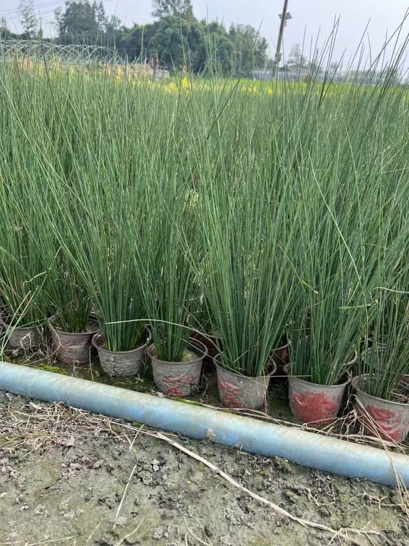 重庆灯心草批发重庆苗木基地供应各类规格灯心草基地