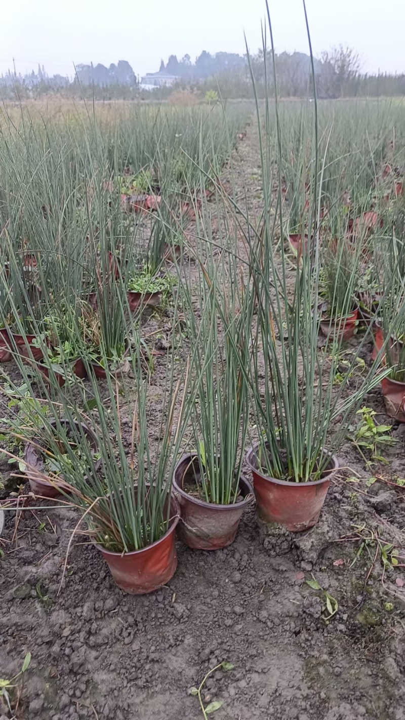 重庆灯心草批发重庆苗木基地供应各类规格灯心草基地