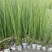 重庆灯心草批发重庆苗木基地供应各类规格灯心草基地