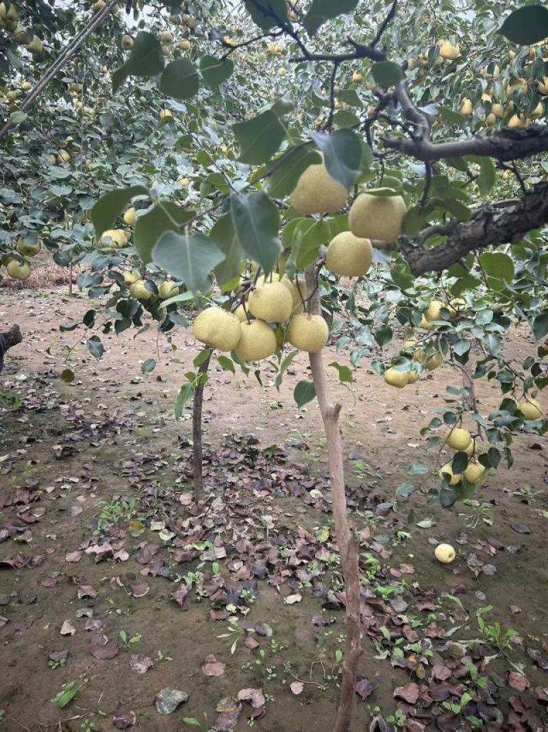 安徽砀山酥梨产地发货一手货源批发品质保证价格美丽欢迎合作