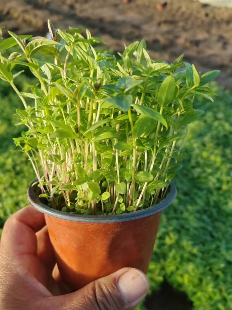 成都千屈菜批发成都苗木基地供应各类规格千屈菜基地