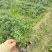 成都千屈菜批发成都苗木基地供应各类规格千屈菜基地
