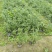 成都千屈菜批发成都苗木基地供应各类规格千屈菜基地