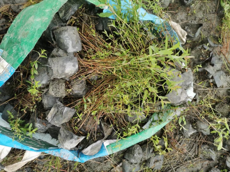 成都千屈菜批发成都苗木基地供应各类规格千屈菜基地