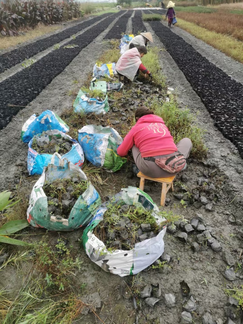 成都千屈菜批发成都苗木基地供应各类规格千屈菜基地