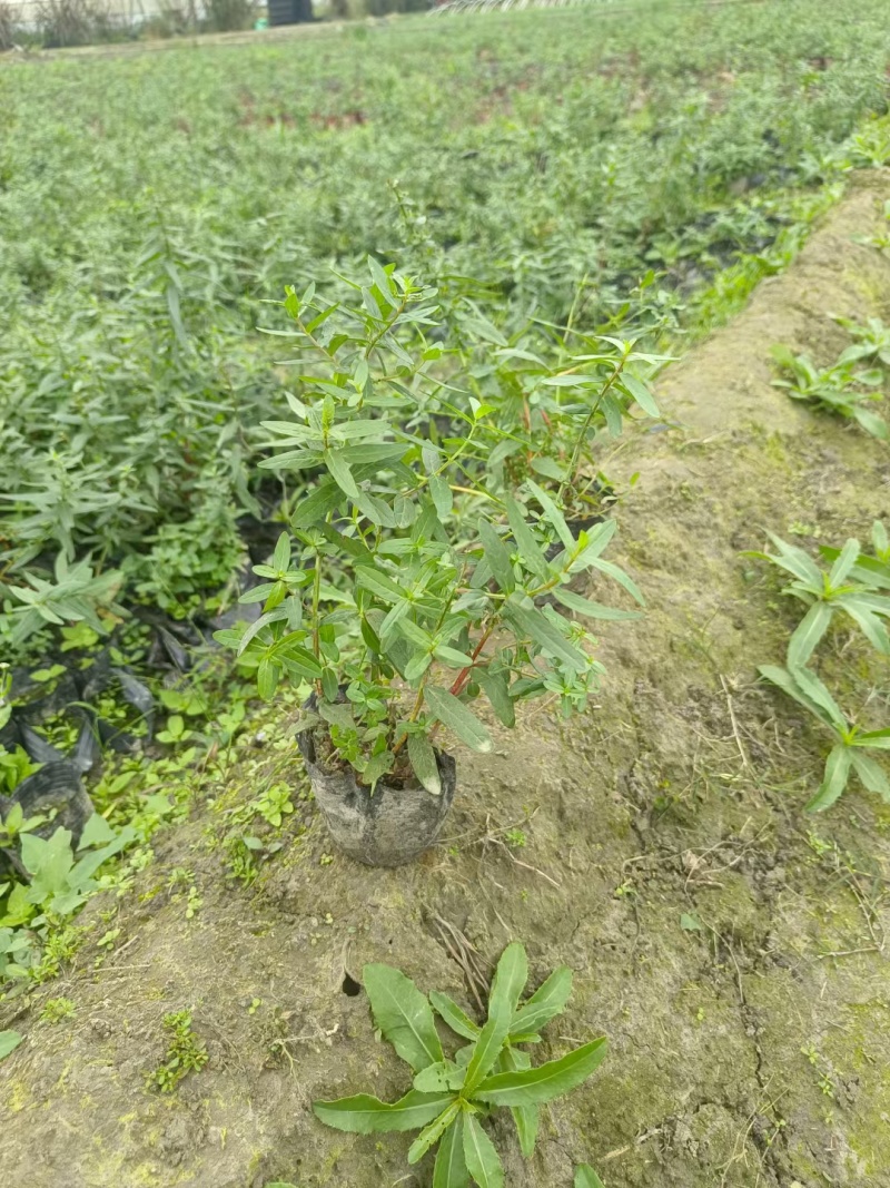 成都千屈菜批发成都苗木基地供应各类规格千屈菜基地
