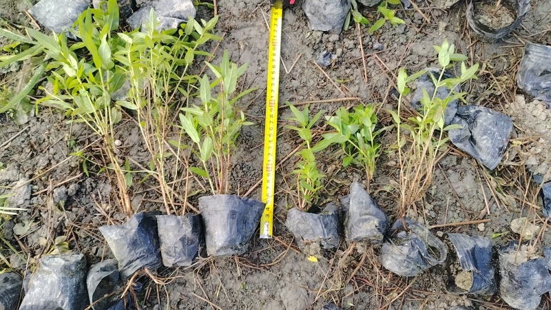 成都千屈菜批发成都苗木基地供应各类规格千屈菜基地