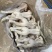 单冻牛蛙5KG装全规格牛蛙
