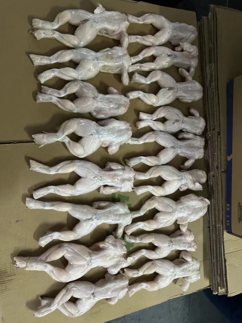 单冻牛蛙5KG装全规格牛蛙