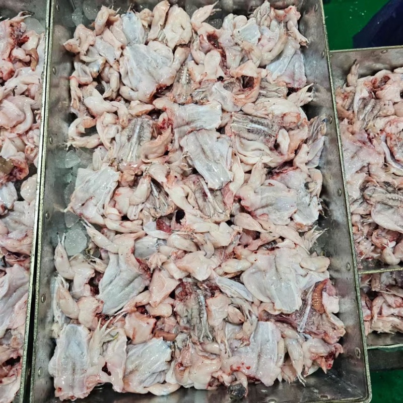 单冻牛蛙5KG装全规格牛蛙