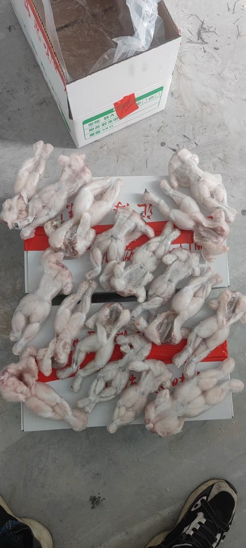 单冻牛蛙5KG装全规格牛蛙