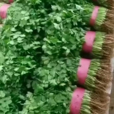 香菜