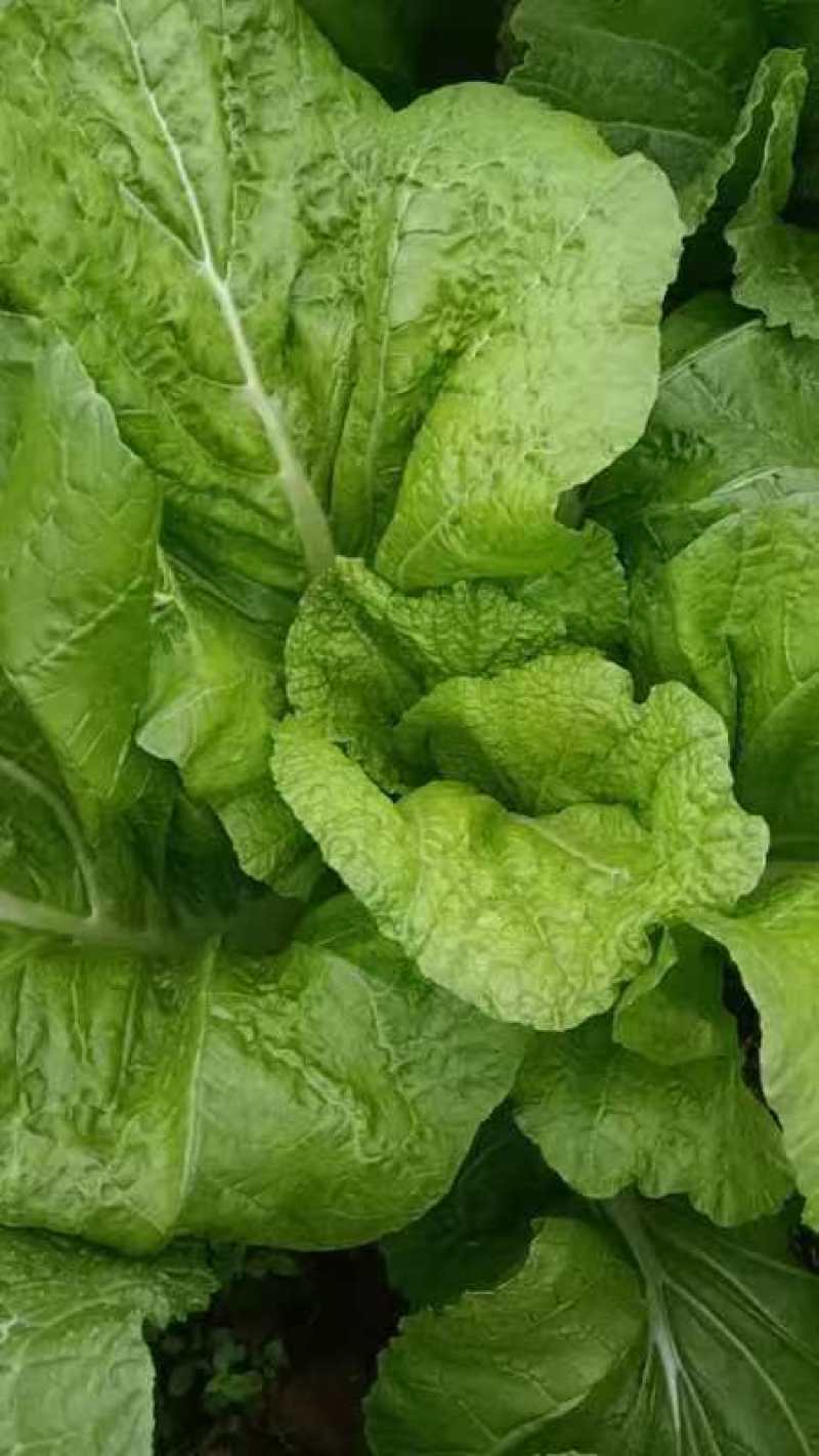 【精品】芥菜泡青菜产地直发一手货源品质保证量大优惠