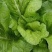 【精品】芥菜泡青菜产地直发一手货源品质保证量大优惠